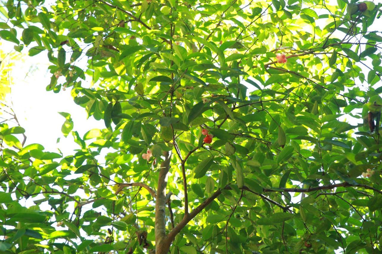 Limecabanas-Srilanka Habaraduwa Central Kültér fotó